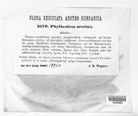 Phyllosticta acerina image